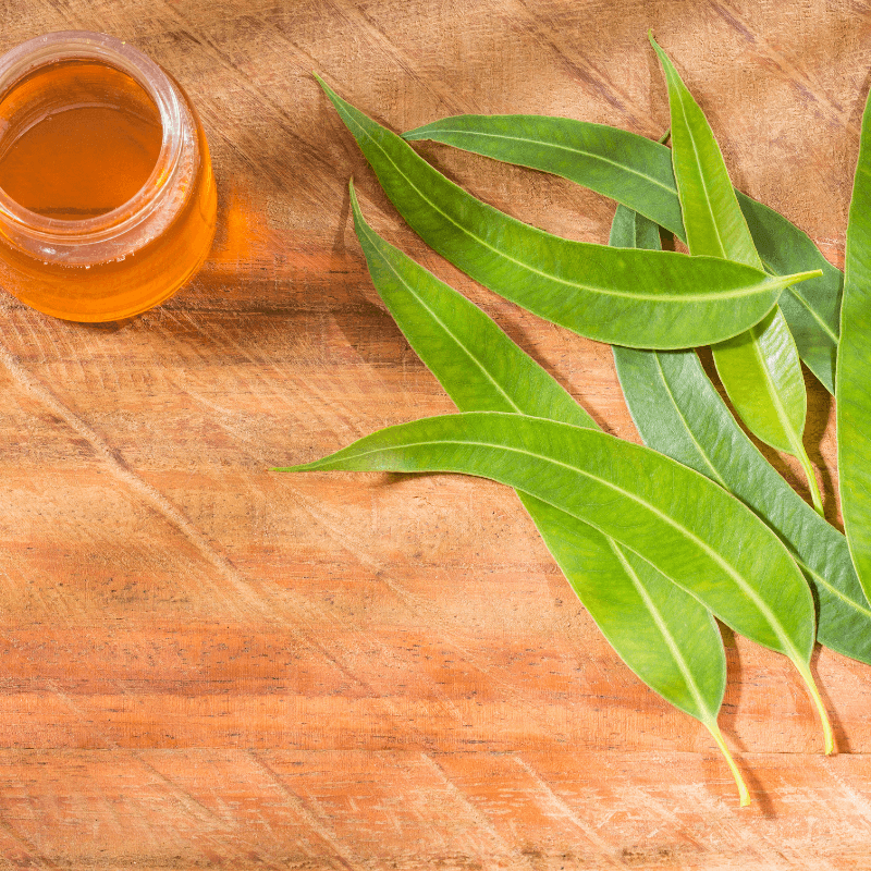 Eucalyptus Globulus Essential Oil - Craftovator