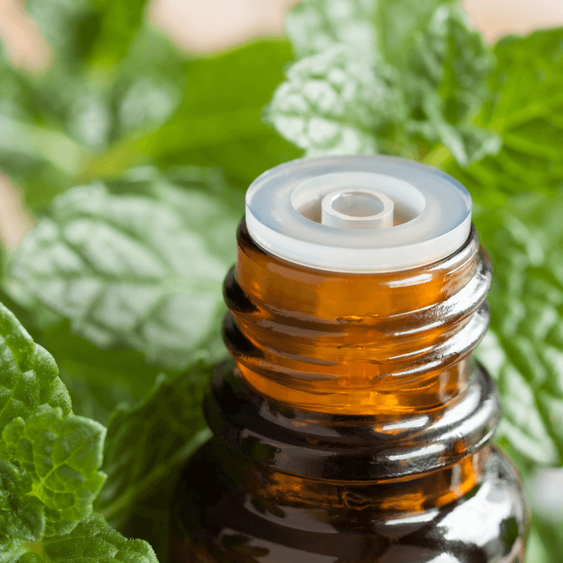 Peppermint Mentha Arvensis Essential Oil - Craftovator