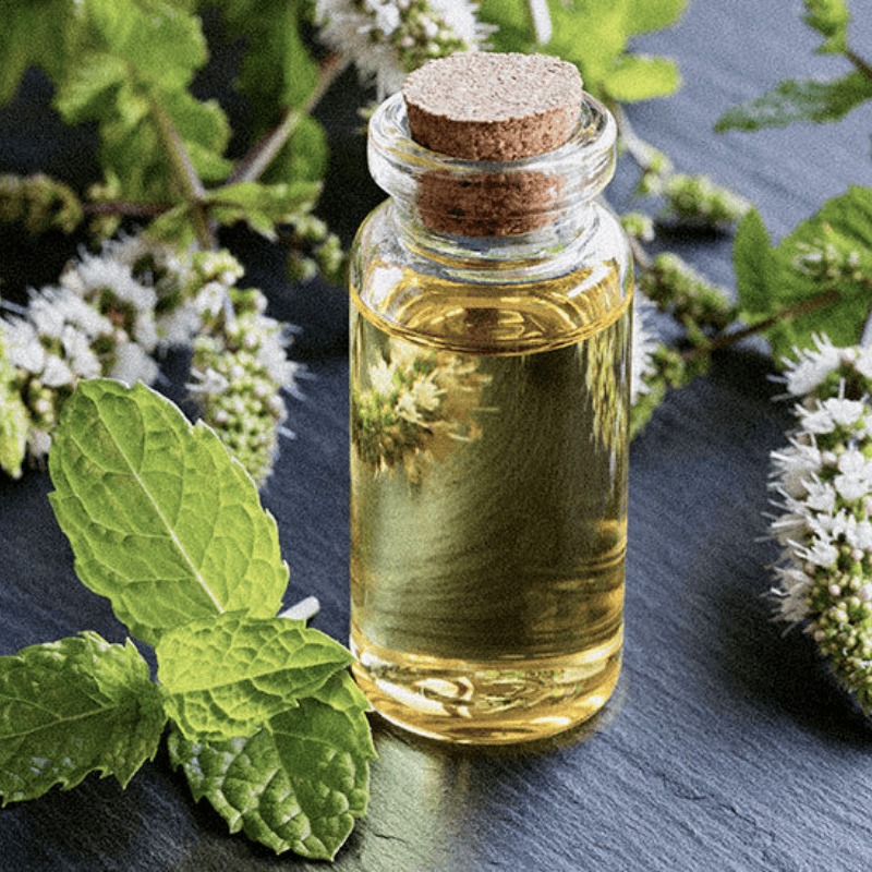 Peppermint Mentha Piperita Essential Oil - Craftovator