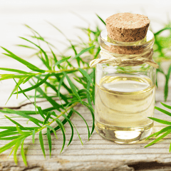 Tea Tree Essential Oil - Craftovator